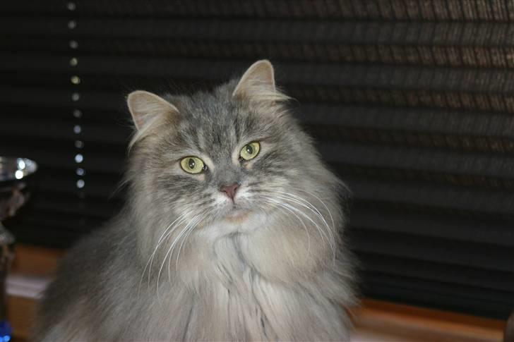 Norsk Skovkat Lulle billede 1