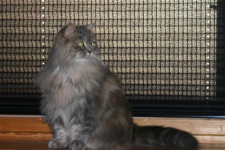 Norsk Skovkat Lulle billede 2