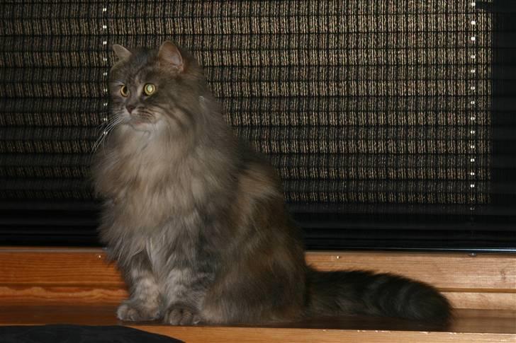 Norsk Skovkat Lulle billede 3