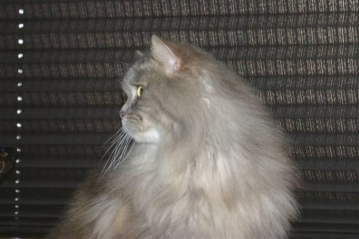 Norsk Skovkat Lulle billede 4