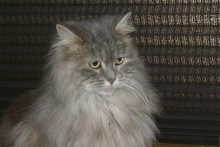 Norsk Skovkat Lulle billede 5