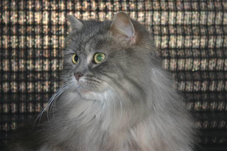 Norsk Skovkat Lulle billede 6