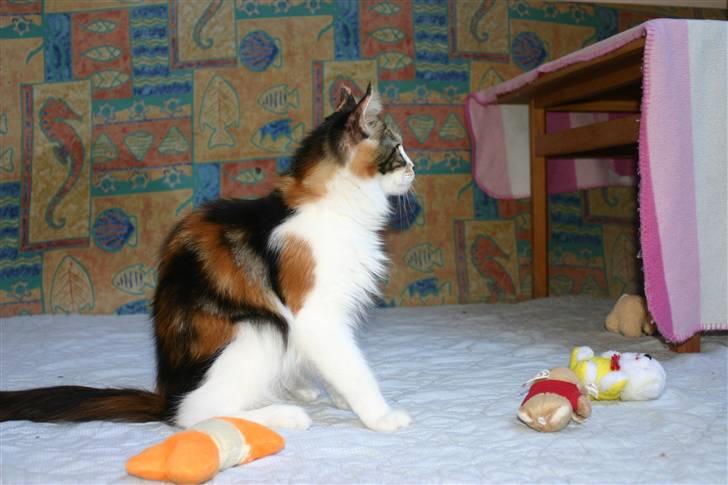 Maine Coon Lilo billede 6