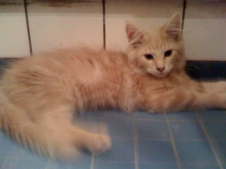 Maine Coon Solo - Flotte solo, 18 uger gammel billede 1