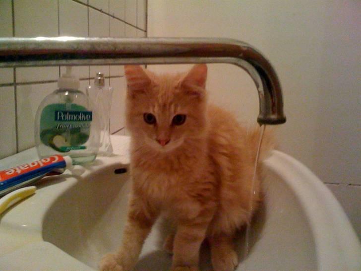 Maine Coon Solo - Vasken er enormt spændende, sidder lidt og leger med vandet, men tør ikke helt gå for tæt på:D 16 uger gammel billede 2