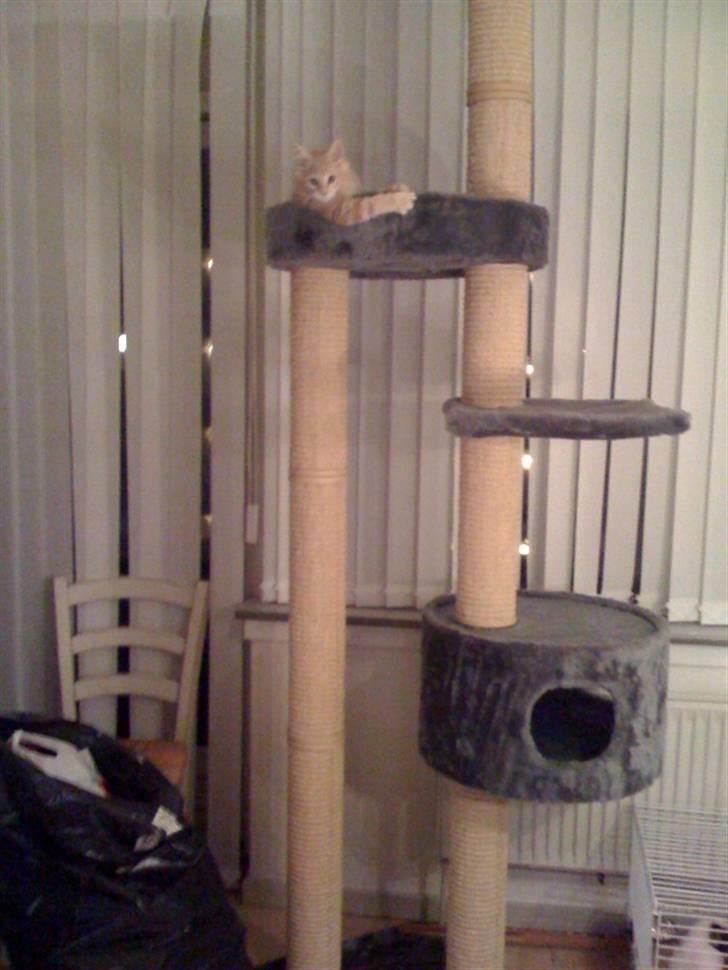 Maine Coon Solo - Solo i sit helt nye kradsetræ:) billede 3