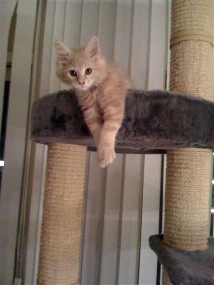 Maine Coon Solo - Han ved virkelig hvordan man skal gøre sig til på billeder hehe billede 4