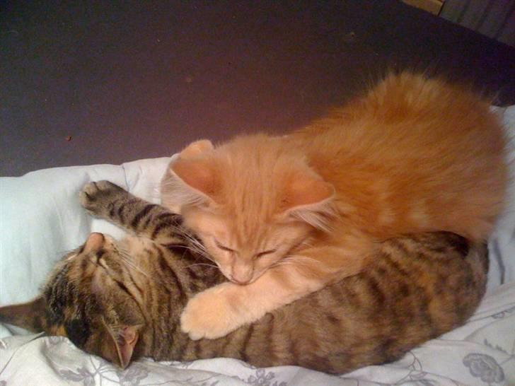 Maine Coon Solo - Her ligger Solo med sin nye ´søster´ Siri som jeg fik hjem omkring jul som en legekammerat. Så dejligt at de har fået det godt sammen billede 5