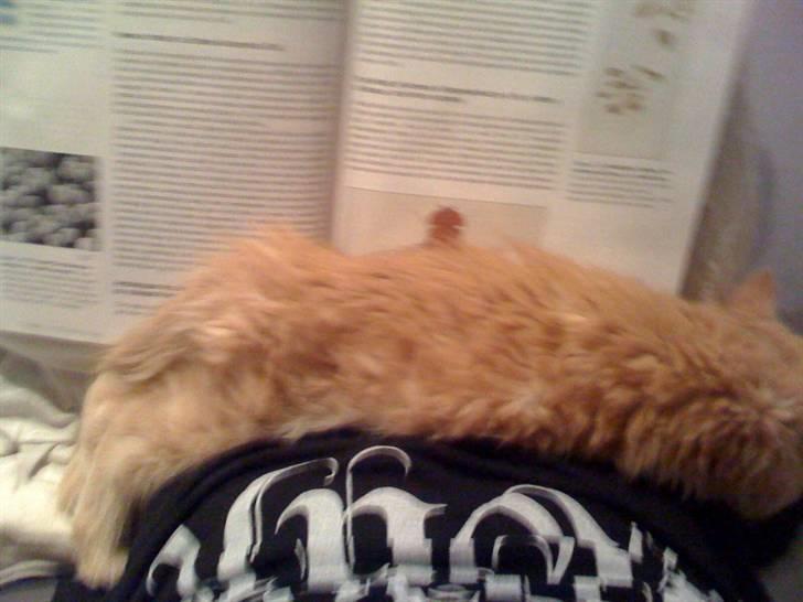 Maine Coon Solo - Jaa.. han skal være med til alt, her ligger jeg og læser lektier, med ham sovende oven på mig/bogen billede 6