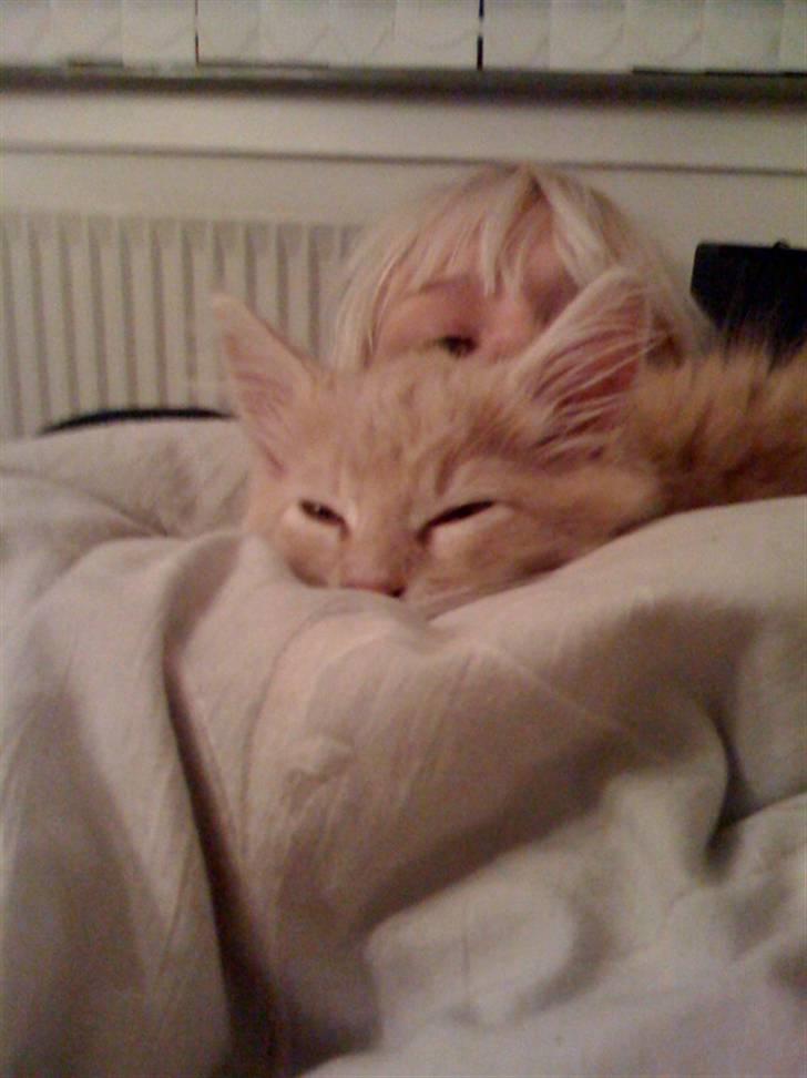 Maine Coon Solo billede 7