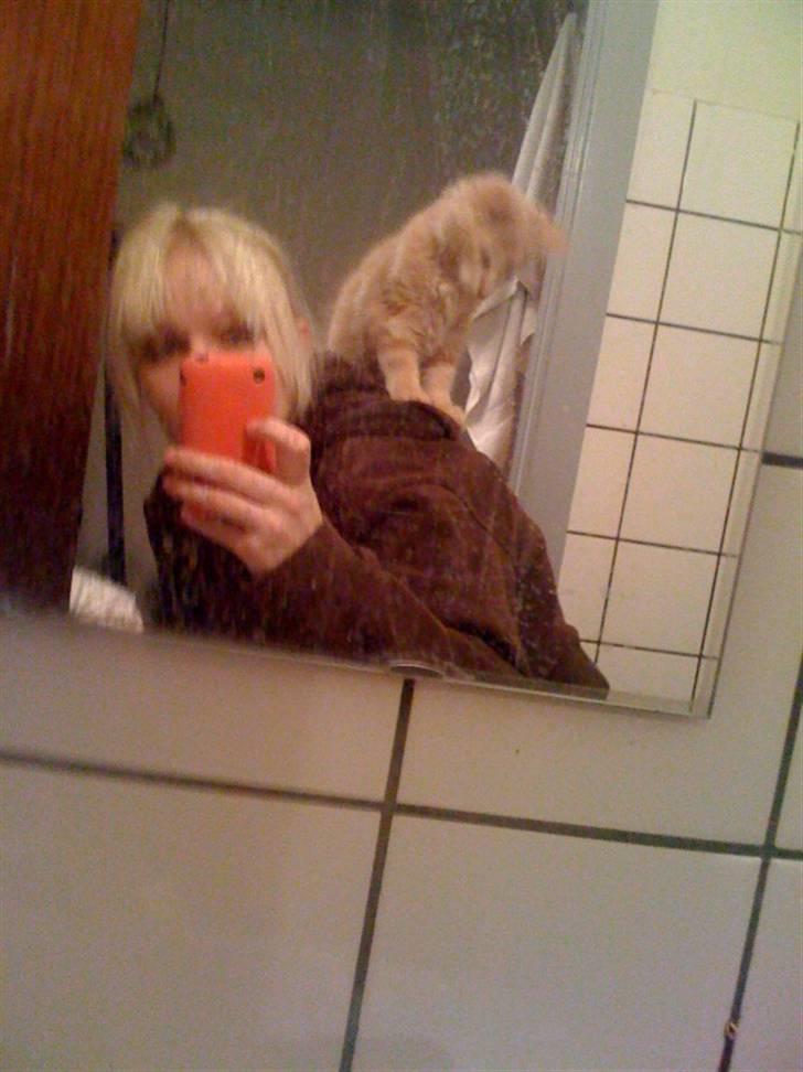 Maine Coon Solo - Ja og kravle/sidde på ryggen, så er man jo med over det hele billede 8