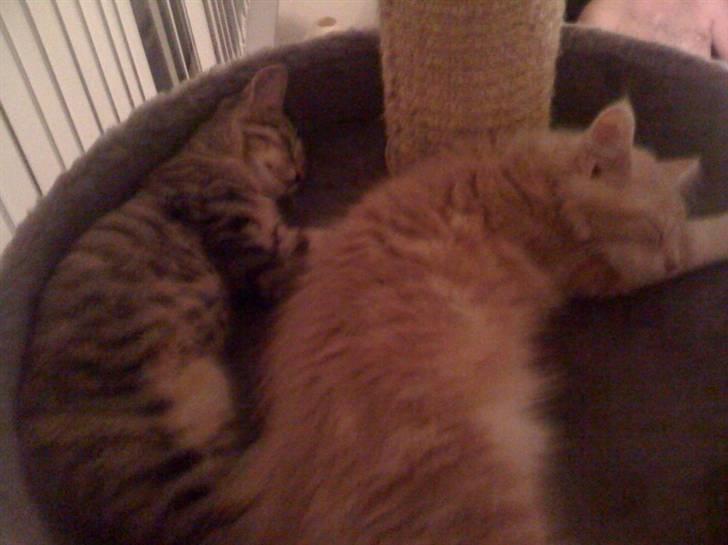 Maine Coon Solo - Siri og Solo som sover øverst i kradsetræet billede 9