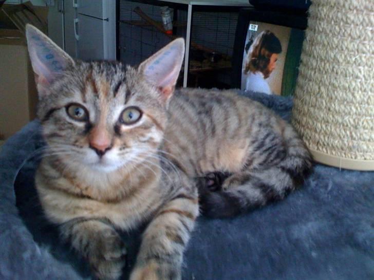 Huskat Siri - Flotte mis:) billede 1