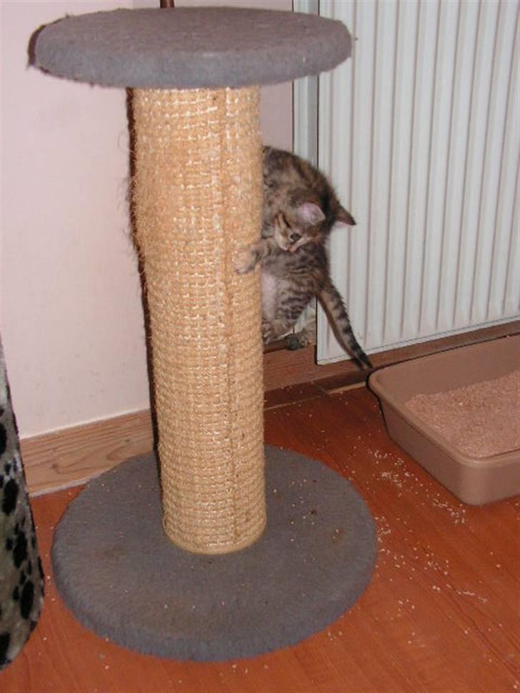 Huskat Siri - Siri som helt lille op af killingekradsetræ.. se hvor hun kan! billede 2