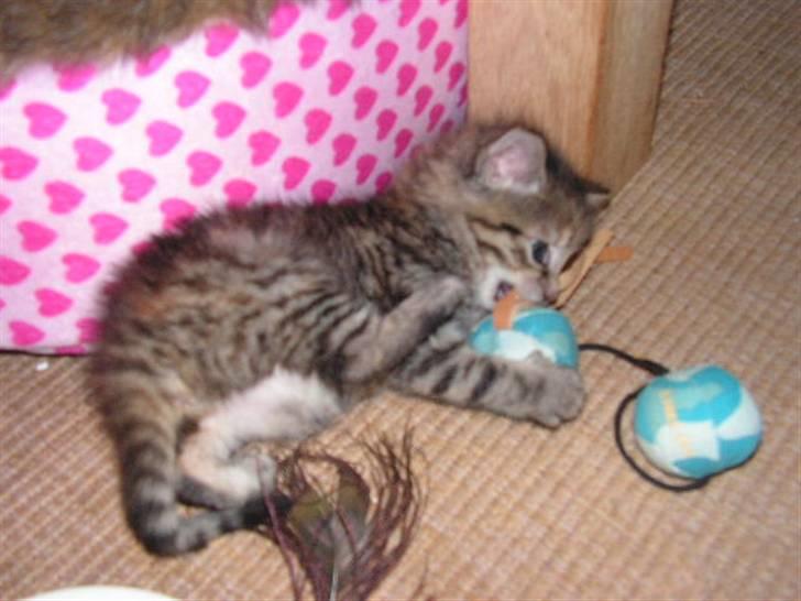 Huskat Siri - Siri da hun var helt lille og legede:) billede 4