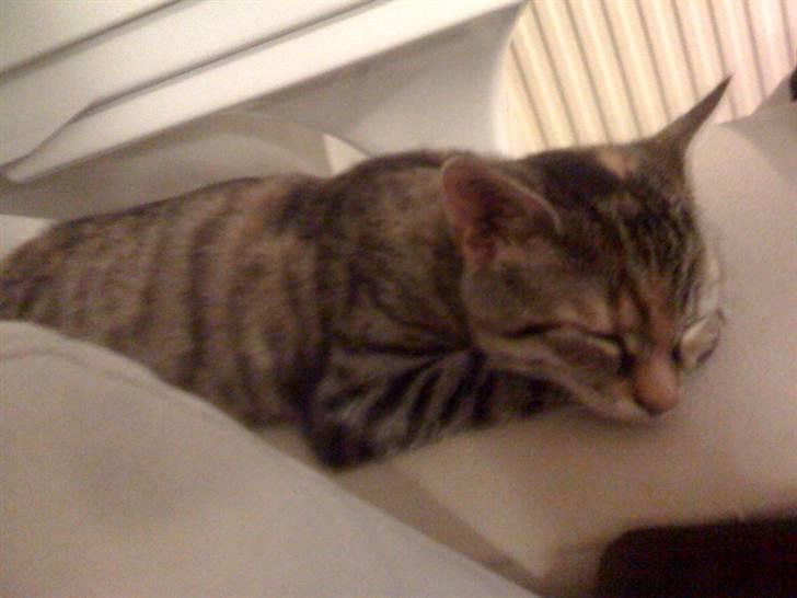 Huskat Siri - Siri der sover på sengen billede 5