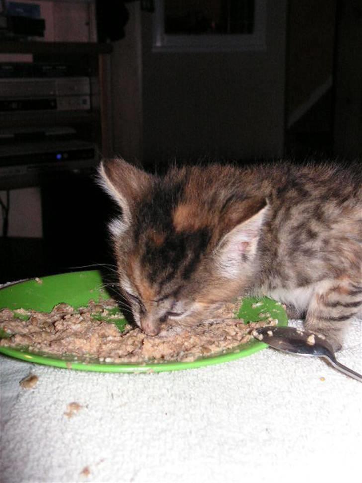 Huskat Siri - Et rigtigt madøre! billede 6