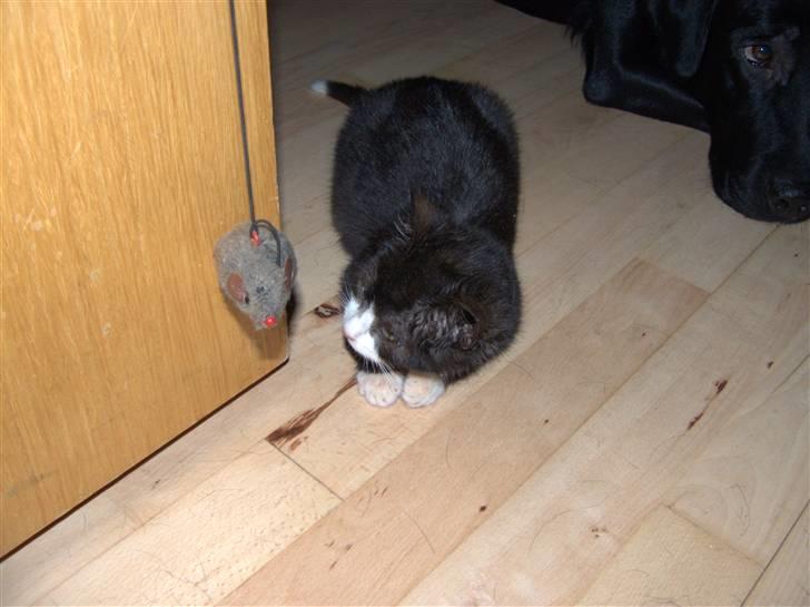 Blanding af racer Kipling billede 4