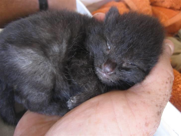 Huskat Jhelia aka My billede 1