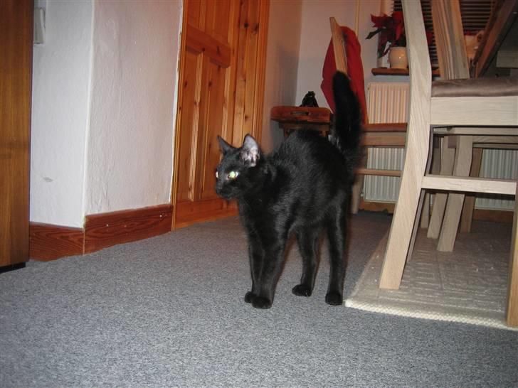 Huskat Jhelia aka My billede 2