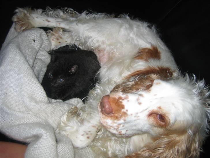 Huskat Jhelia aka My billede 3