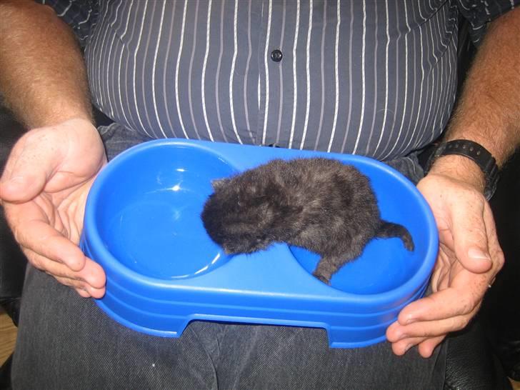 Huskat Jhelia aka My billede 4