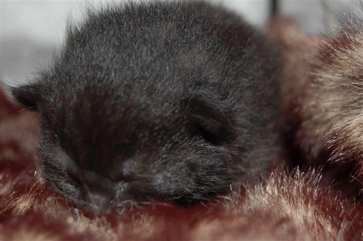 Huskat Jhelia aka My billede 5