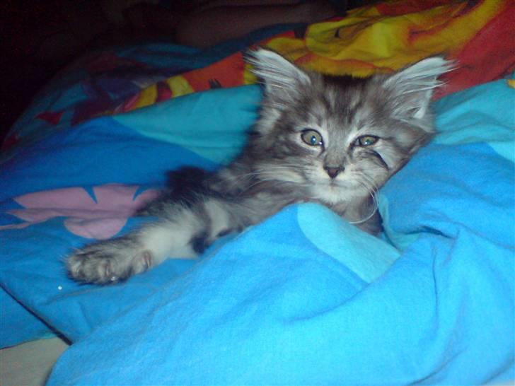 Maine Coon Bølle Bob billede 1