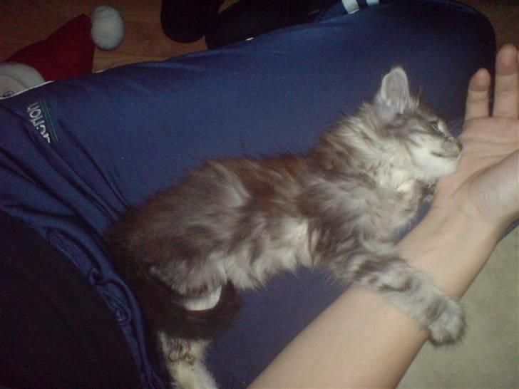 Maine Coon Bølle Bob billede 2