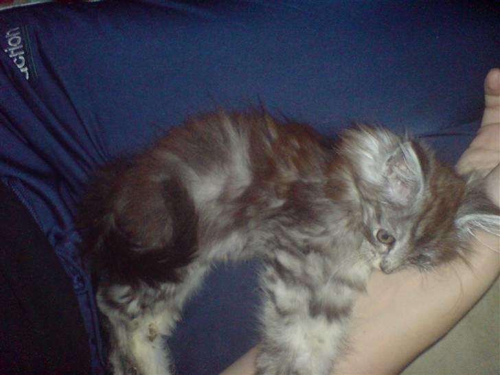 Maine Coon Bølle Bob billede 3