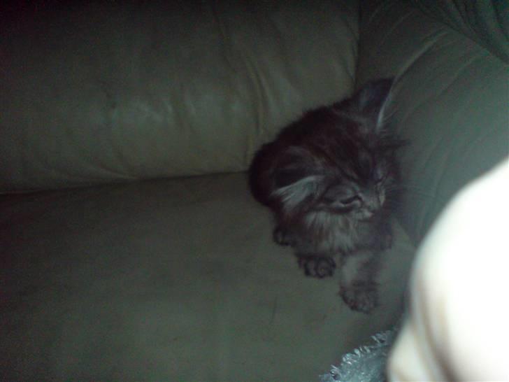 Maine Coon Bølle Bob billede 4