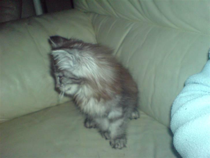 Maine Coon Bølle Bob billede 5