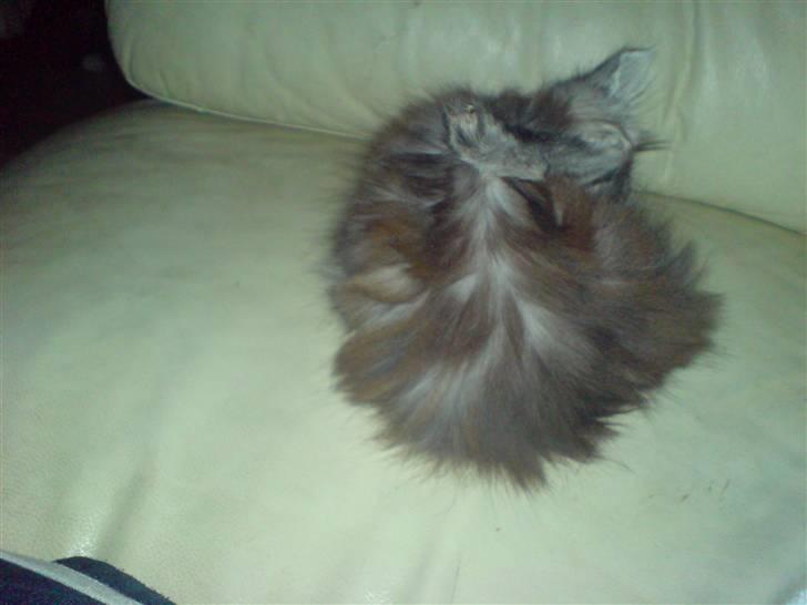 Maine Coon Bølle Bob billede 6