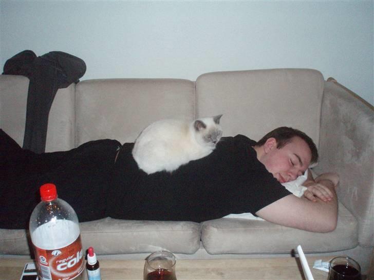 British Shorthair Darling - Far, jeg kan vel sove ovenpå dig? billede 16