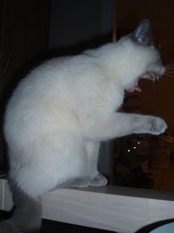 British Shorthair Darling billede 17