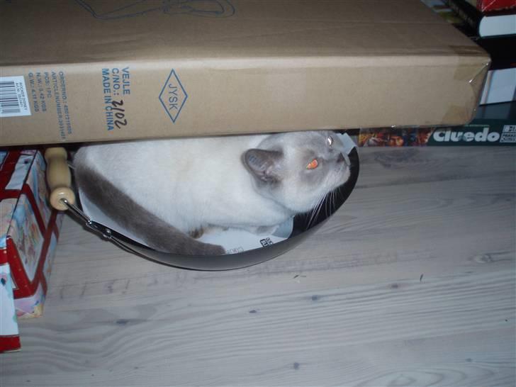 British Shorthair Darling - Så ligger vi lige i mors nye wok :D billede 18