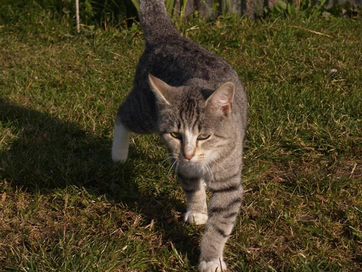 Huskat Giig *VÆK* - GiiG billede 11