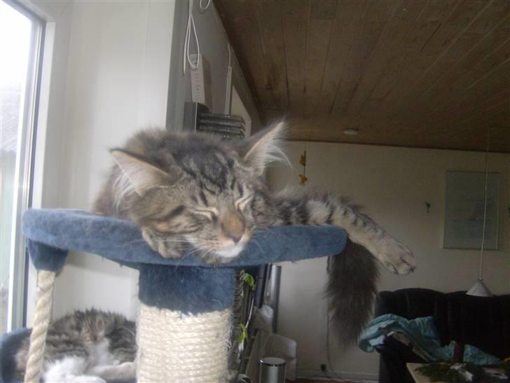 Maine Coon Apollo - Bare træt zzzzz billede 13