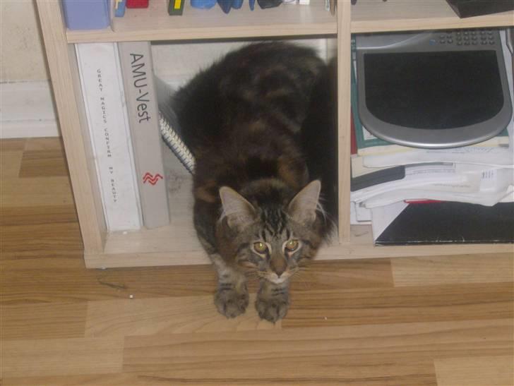 Maine Coon Apollo - Man kan også bakke som kat... billede 14