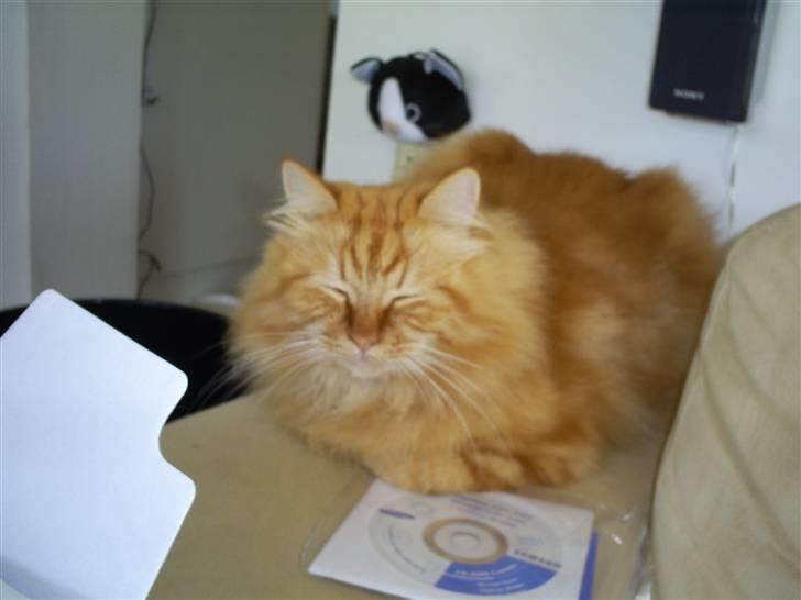 Blanding af racer  Tigerdyr billede 1