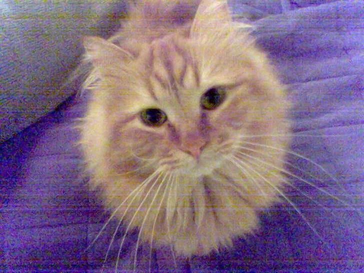 Blanding af racer  Tigerdyr billede 2