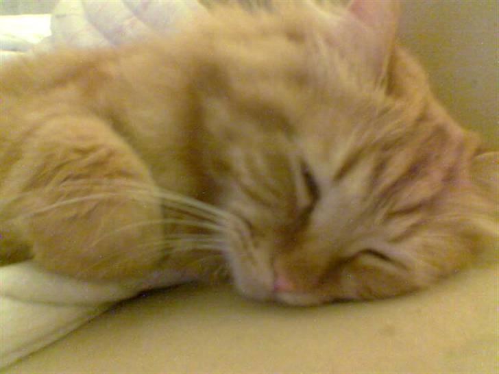 Blanding af racer  Tigerdyr billede 3