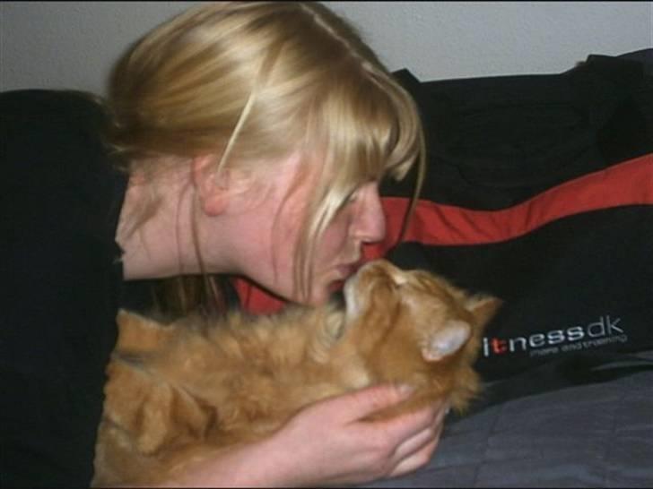 Blanding af racer  Tigerdyr billede 4