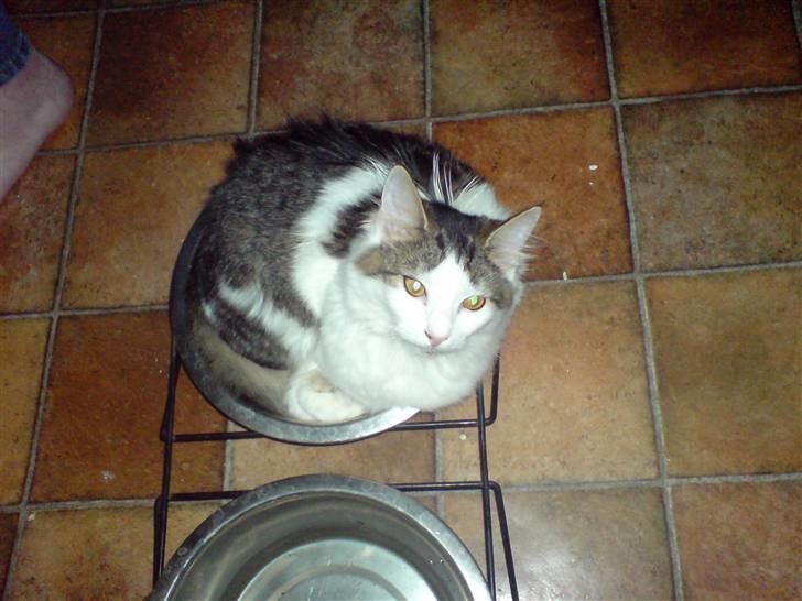 Norsk Skovkat Mille - Nyt: Ligger lige og slapper af i hundenes madskål..  billede 17