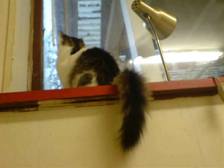 Norsk Skovkat Mille - Nyt: Kigger lige ud i haven... billede 18