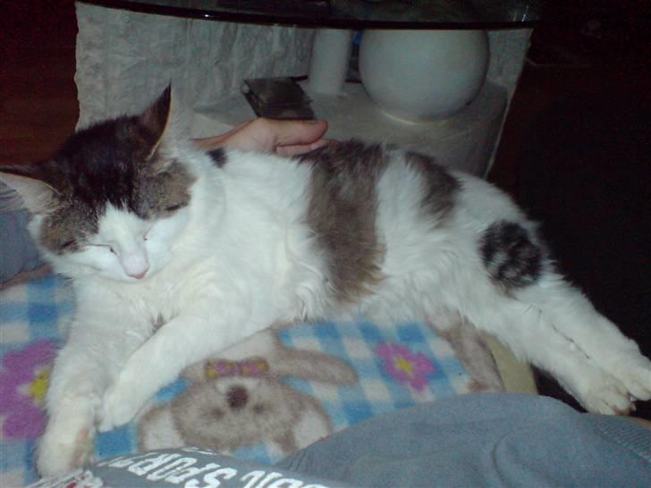 Norsk Skovkat Mille - Nyt: Ligger lige og slapper af... billede 19