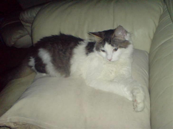 Norsk Skovkat Mille - Nyt: Ligger lige og hygger i sofaen sammen med moar.. billede 20
