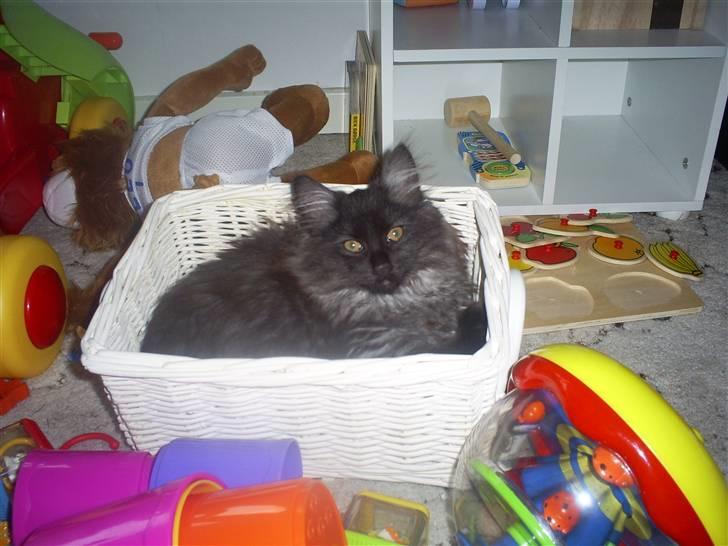 Norsk Skovkat Nala billede 1