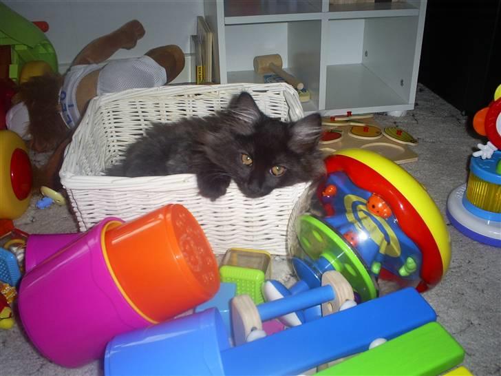 Norsk Skovkat Nala billede 2