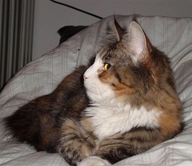 Maine Coon Jasmin billede 7